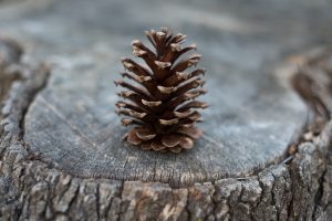 Venue Styling- Christmas Pine Cone- Sophia's final touch