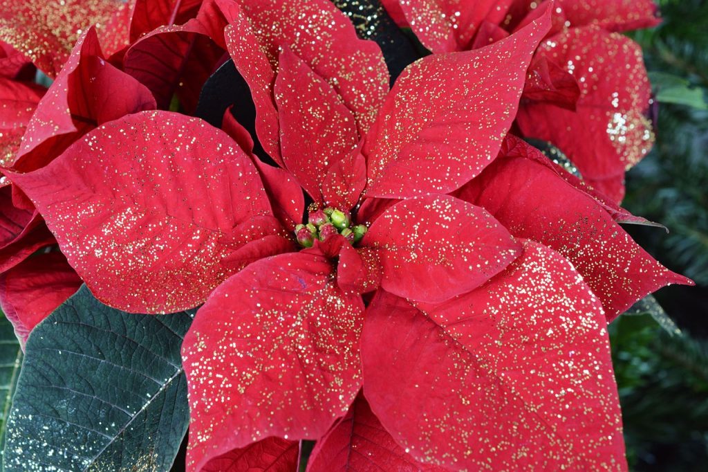 Venue Styling- Christmas Poinsettia- Sophia's final touch