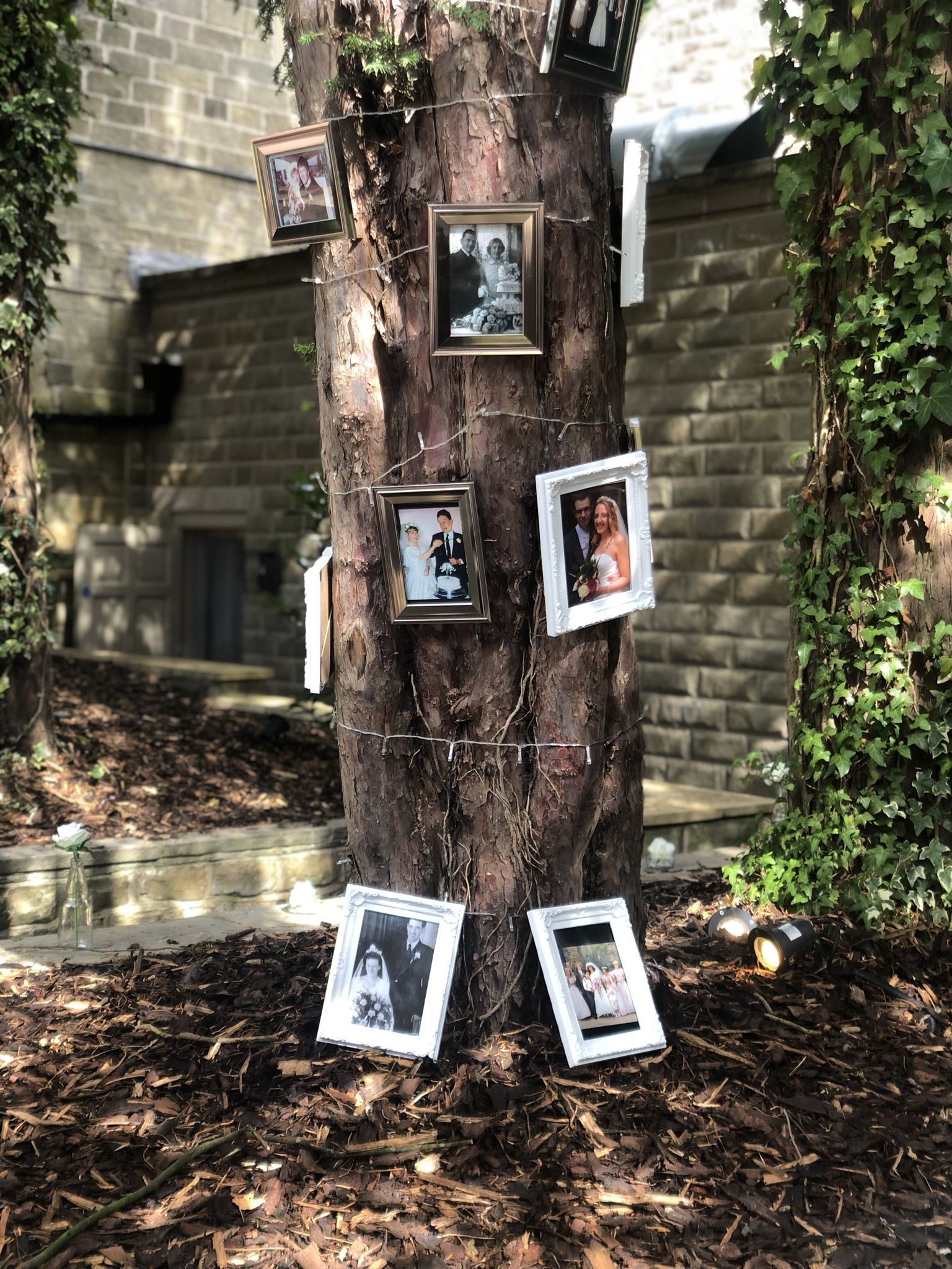 a tree with pictures hanging on it.