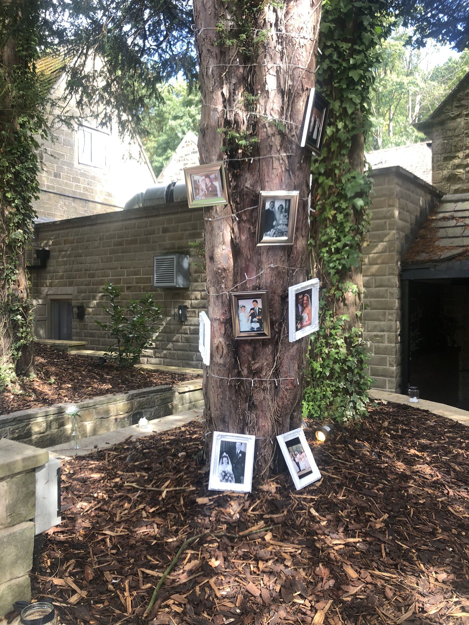 a tree with pictures hanging on it in front of a building.